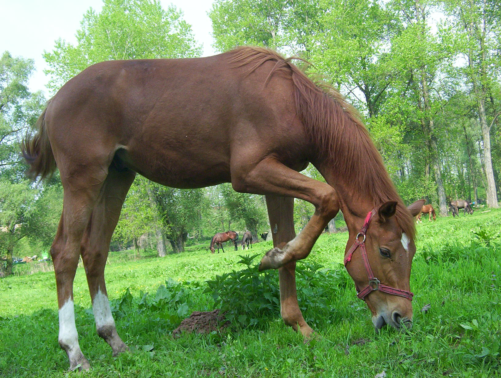 Kone_8.6.06_037.jpg